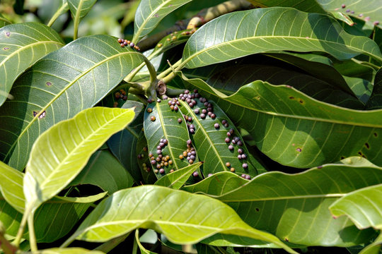 Gall midge on mango leaves in Thailand