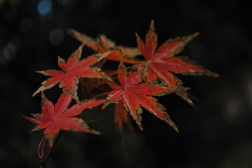 Natural fireworks