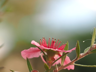 apricot flower of Australia