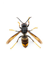 Asian hornet, also known as the yellow-legged hornet (Vespa velutina) on white.