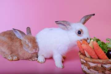 A little brown bunny is going to fall asleep, with a white rabbit being doing, eating carrots placed in a basket on a pink background.