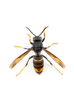 Asian hornet, also known as the yellow-legged hornet (Vespa velutina) on white.