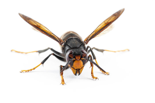 Asian hornet, also known as the yellow-legged hornet (Vespa velutina) on white.