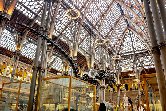 Oxford, UK - November 06, 2019: Interior of natural history museum in Oxford