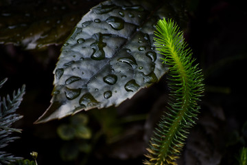 Caress