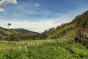 beautiful coconut valley salento city colombia