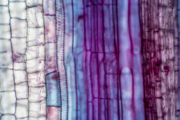 Plant vascular tissue under the microscope view.
