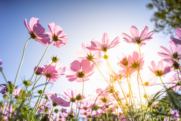 Nature of pink flower cosmos in garden using as cover page background natural flora wallpaper or template brochure landing page design - Powered by Adobe