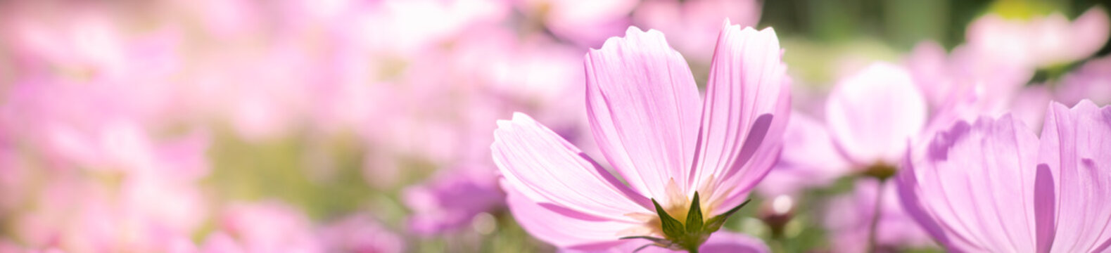 Nature of flower in garden using as cover page background natural flora wallpaper or template brochure landing page design