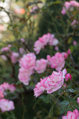 庭に咲くピンクのバラ