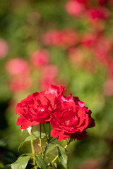 庭に咲く赤いバラ
