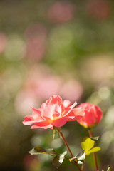 庭に咲くオレンジのバラ