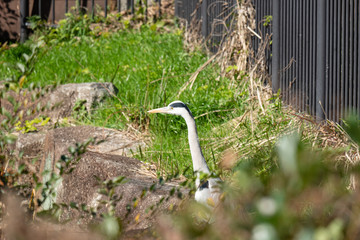 草陰から遠くを見つめるアオサギ