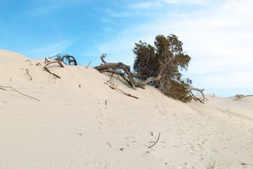Porto Pino - Spiaggia delle Dune