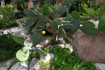 gr&uuml;ner Kaktus mit Steinen