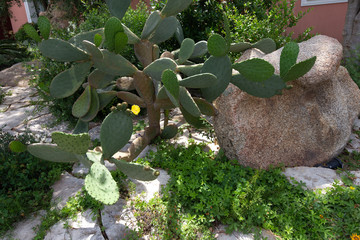 gr&uuml;ner Kaktus mit Steinen