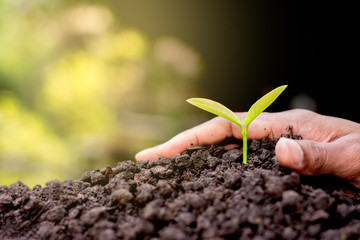 Sapling