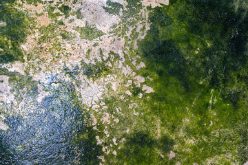texture and surface of moss growing on the concrete floor as background vary dirty.