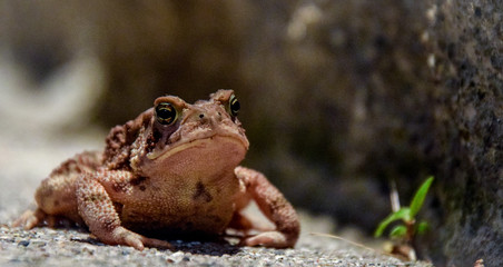 toad