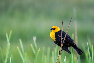 yellow headed blackbird
