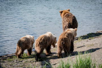 Brown bear mother and three cubs heading to the river