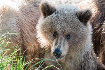 Obraz premium Close up of a blond grizzly cub at Katmai National Park