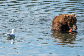 Obraz premium brown bear in water eating a salmon, seagull watching