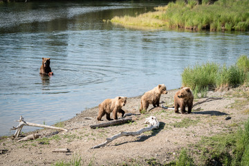 Three brown bear cubs on shore, mother bear in the river