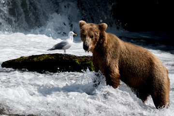 brown bear and seagull, Brooks Falls