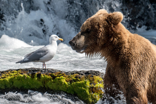 Brown Bear facing off with a seagull at Brooks Falls in Katmai National Park