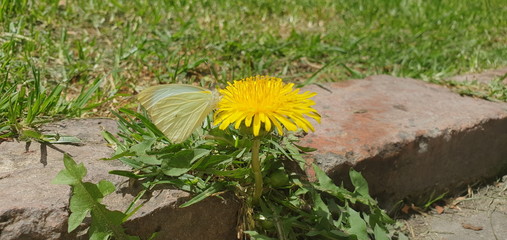 dandelion in the grass