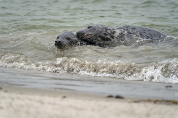 Zwei Kegelrobben beim Spielen im Wasser am Strand, Düne Helgoland