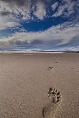 footprints in sand