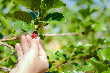 Farmers holding mulberry The best fruit for good health.