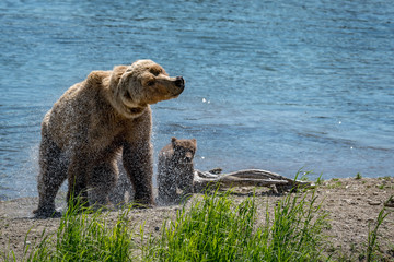 mother brown bear with cub shaking her head 