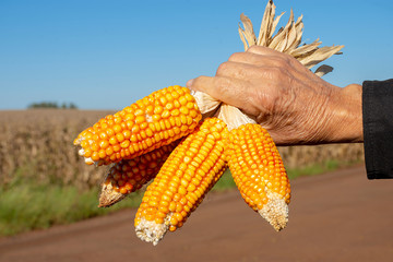 cornfield