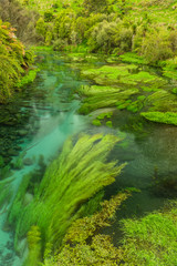 Fototapeta na wymiar ニュージーランド　プタルルのブルースプリングの透明で澄んだ川