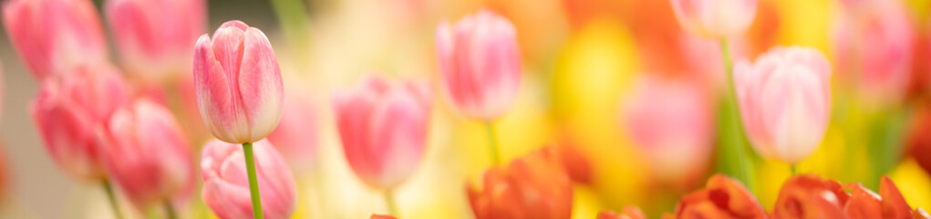 Nature of tulip flower in garden using as cover page background natural flora wallpaper or template brochure landing page design