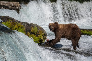 Bear with Salmon at Brooks Falls, Katmai National Park, Alaska