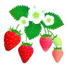 苺のイラスト　02