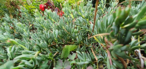flowers in the garden