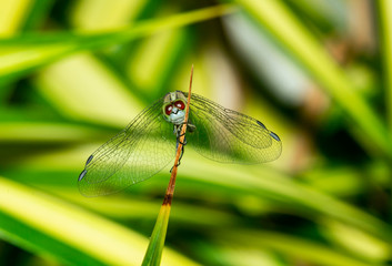 Macro insect on the leaves with the  green theme 