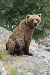 Brown bear mother and spring cub