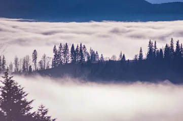 Zelfklevend Fotobehang Mistig bos Karpaten in de golven van mist