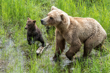 Obraz premium Brown bear mother and cub