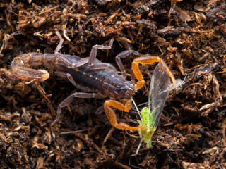 P1010006 Lychas tricarinatus feeding on aphid copyright ernie cooper 2019