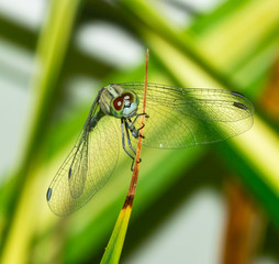 Macro insect on the leaves with the  green theme 