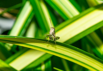 Macro insect on the leaves with the  green theme 