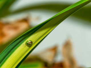 Macro insect on the leaves with the  green theme 