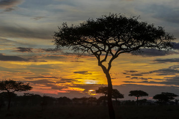 Fototapeta na wymiar Acacia tree at sunrise in Tanzania